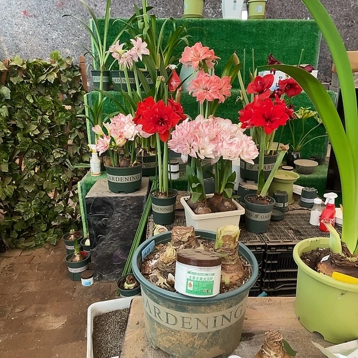 直播间大量元素高钾壮球一瓶