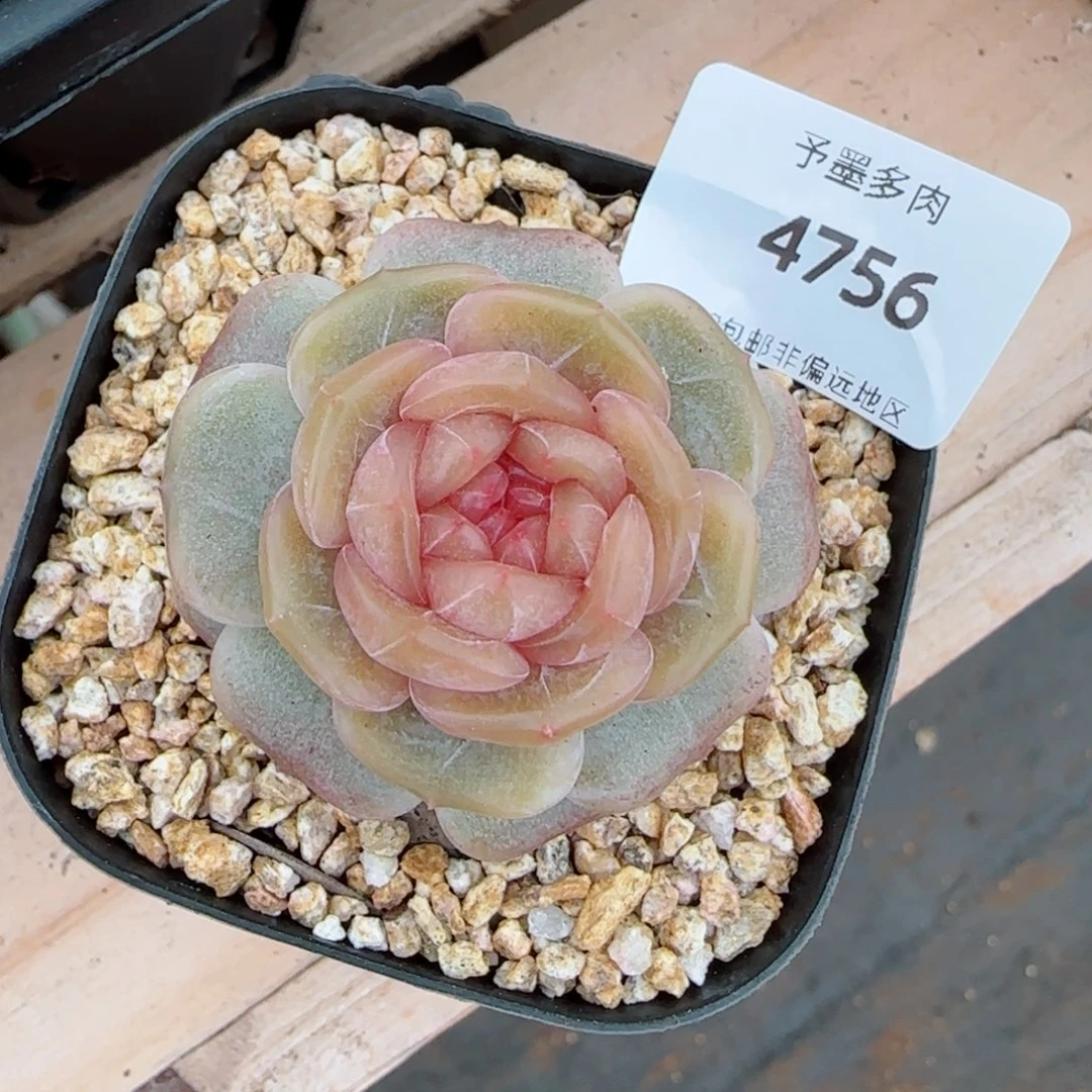 糖璃，4756多肉植物