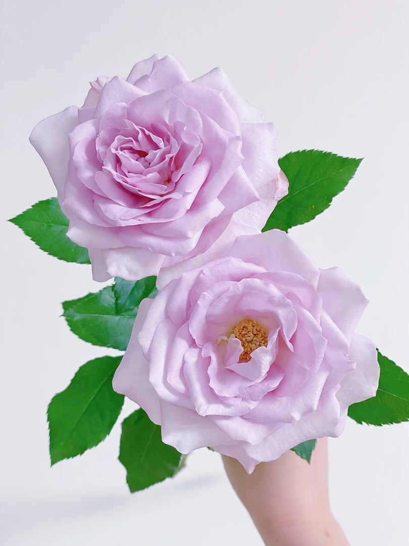 【稀有玫瑰】丁香美人-单头玫瑰