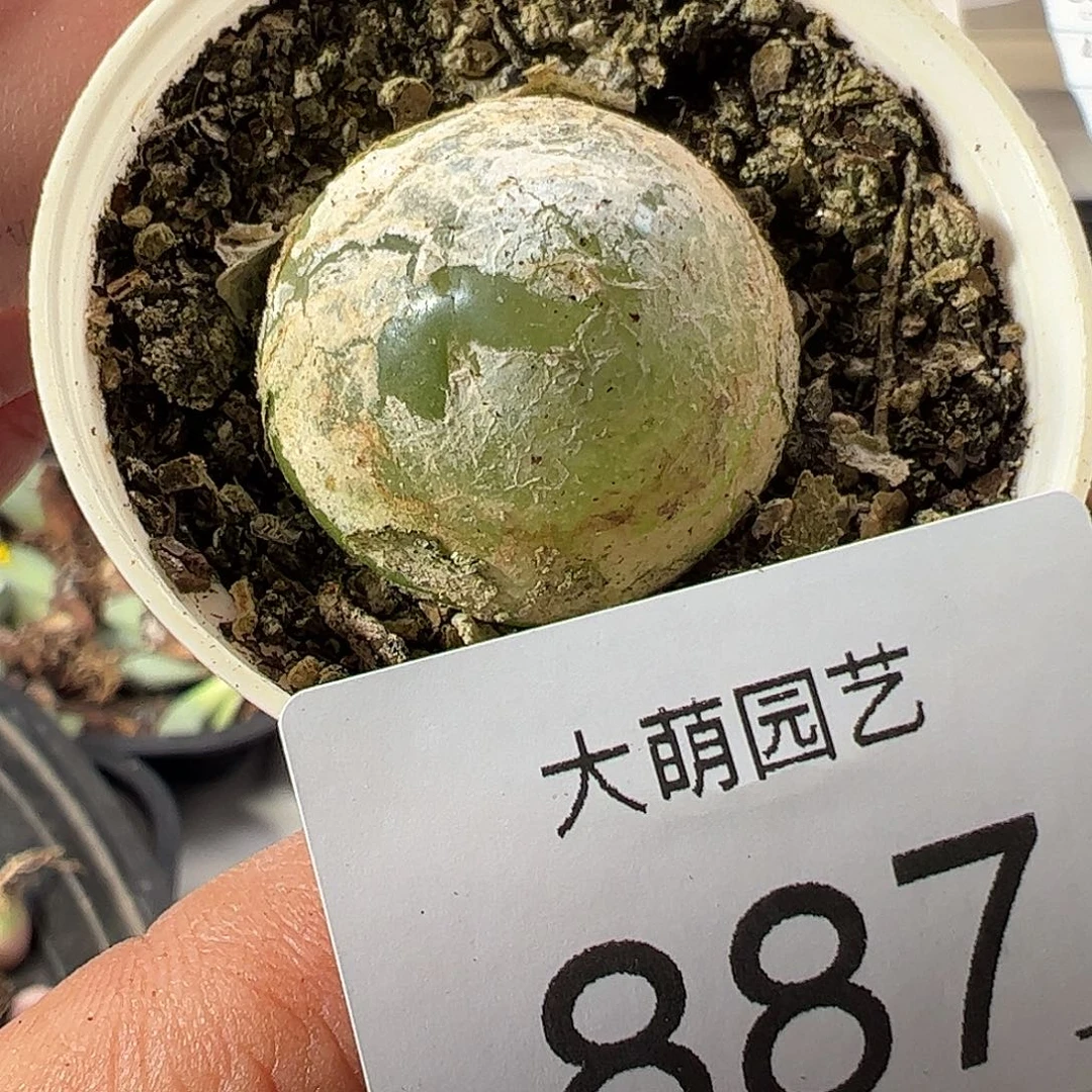 一物一拍带盆土发887