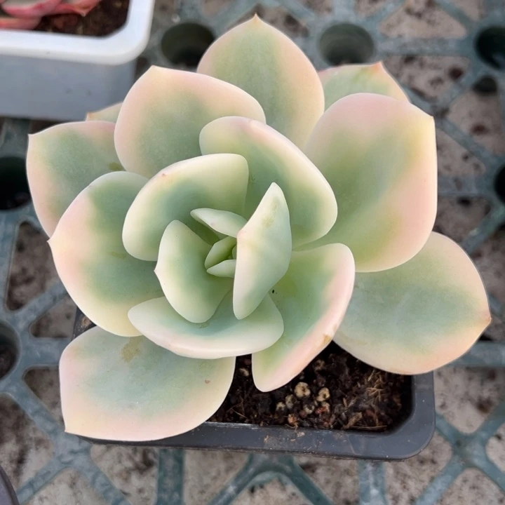 白凤锦一物一拍锦龙