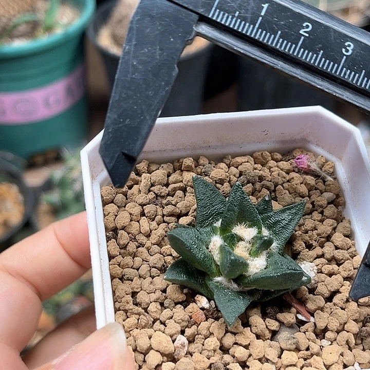 无花朵龙角牡丹实生苗接自根带盆发货