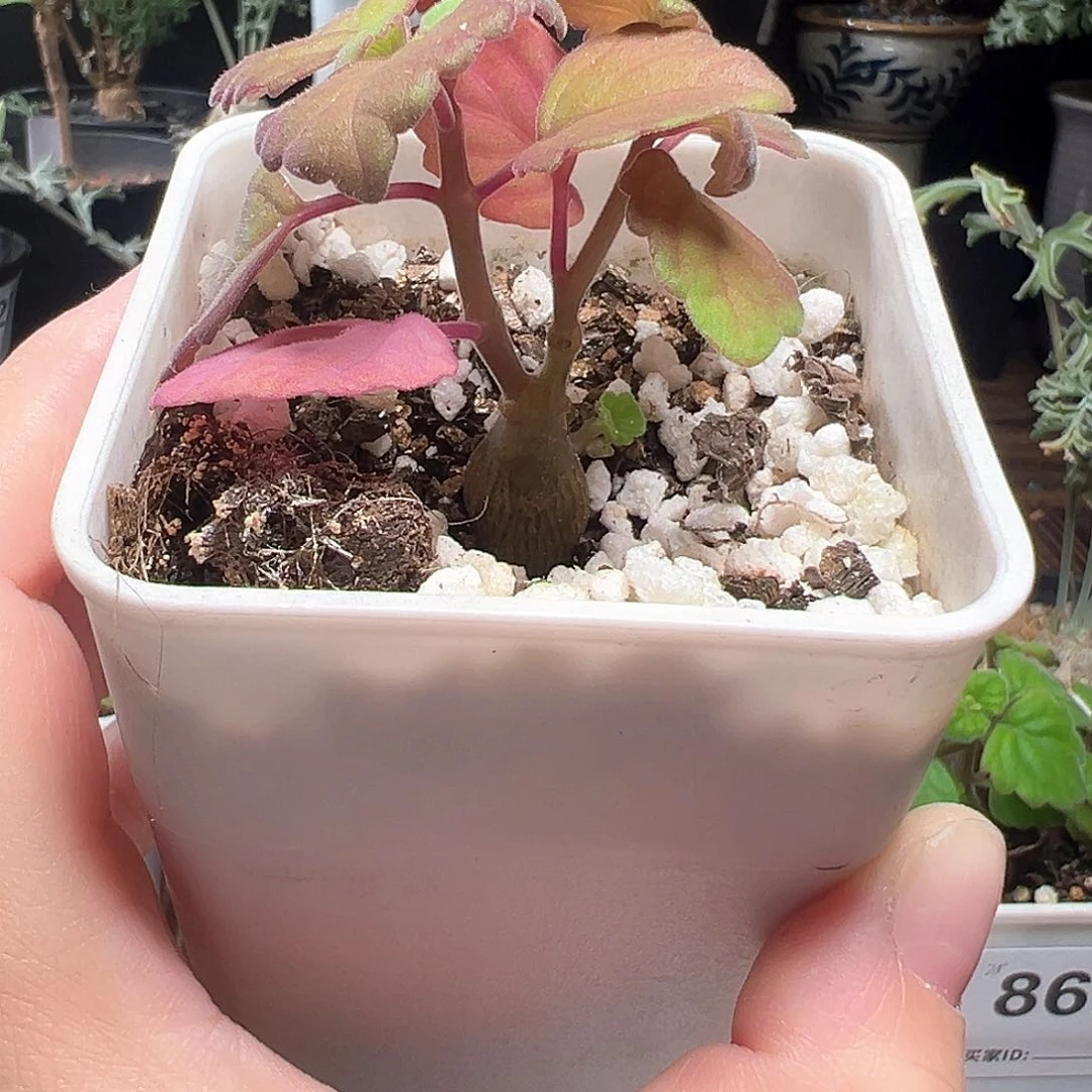 N**i爱氏延命草带盆发货