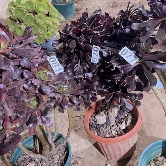 妙****多肉植物三个法师