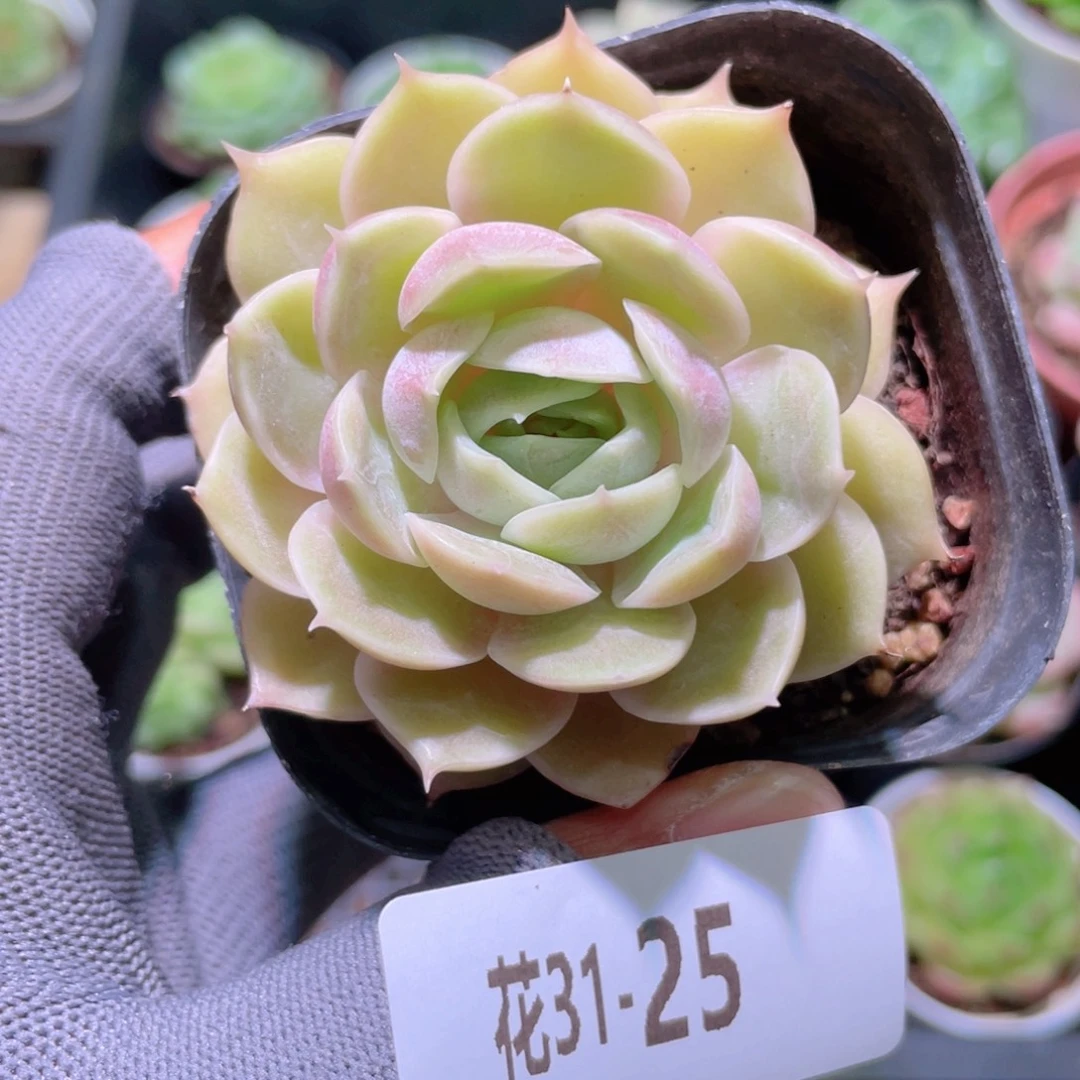 花利美31-25昂斯诺
