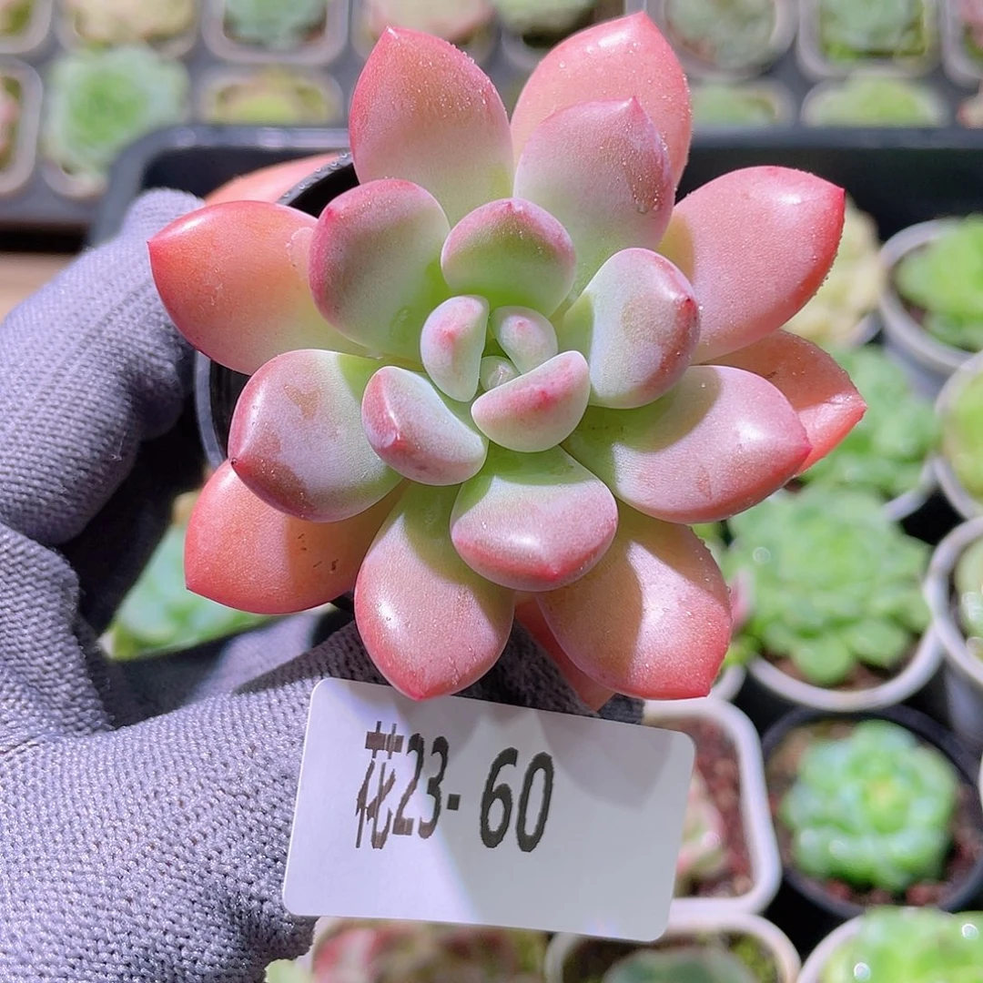 花利美23-60白鹭
