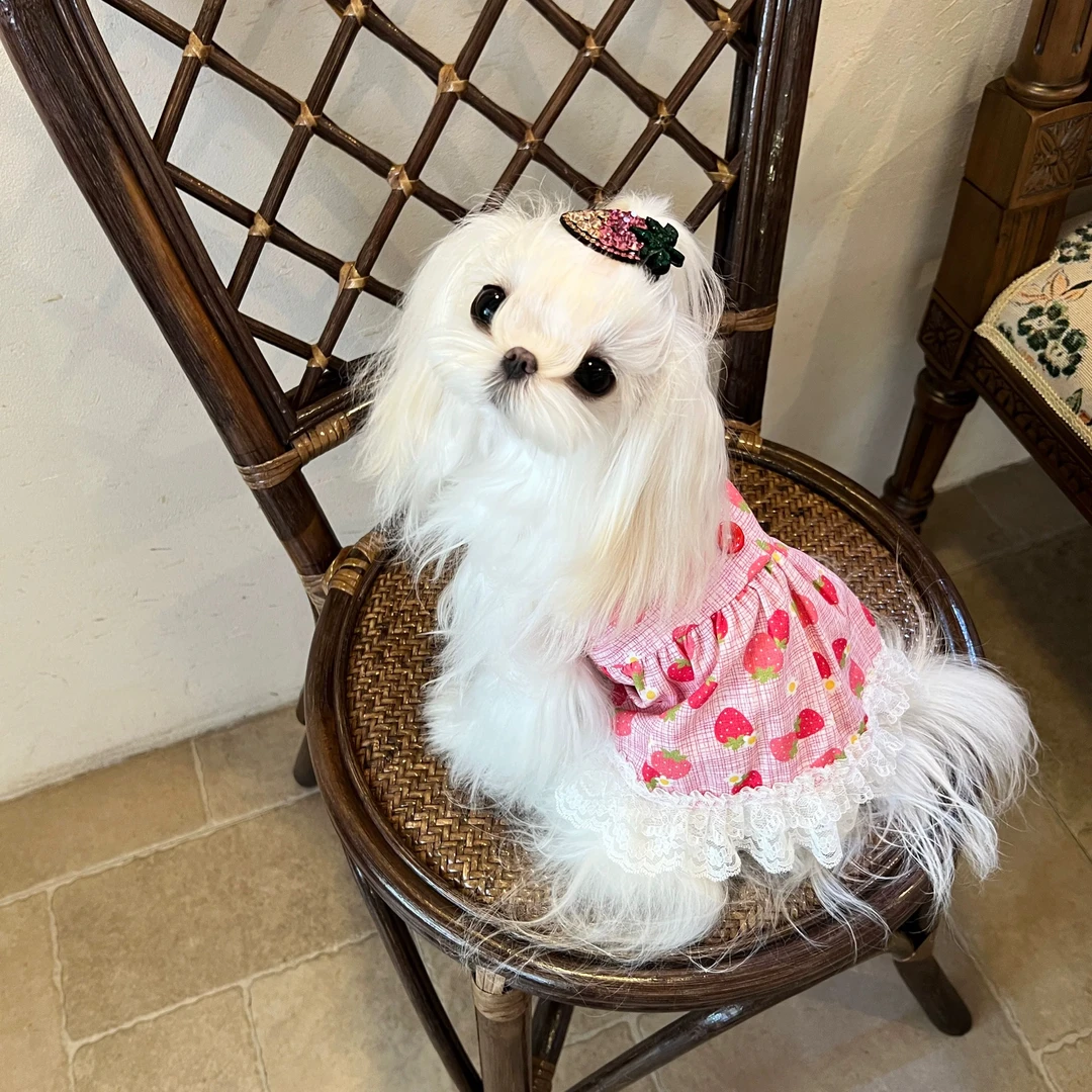 YCANCAN 宠物衣服狗狗猫咪马尔济斯可爱草莓裙蕾丝吊带娃娃裙