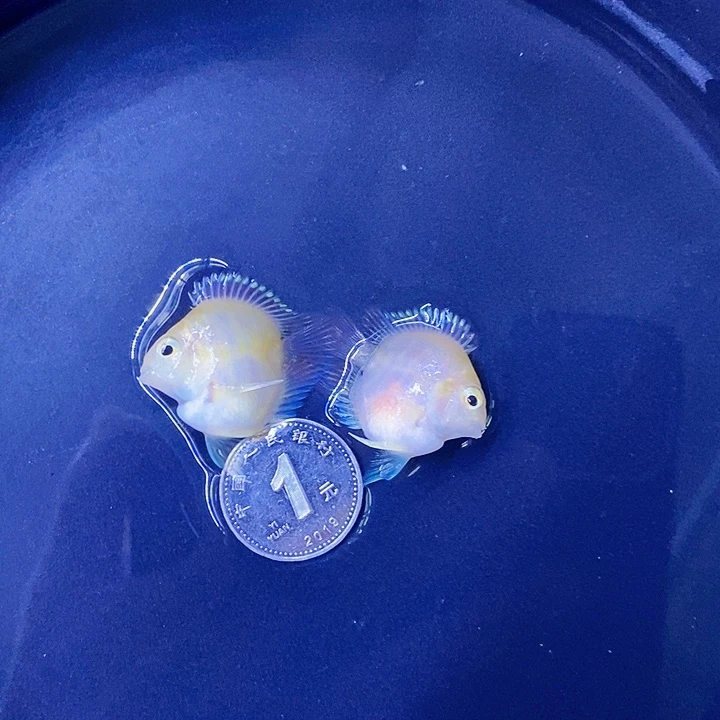 鹦鹉鱼立蛋体缩尾桃心胭脂粉一对包基因一赔三