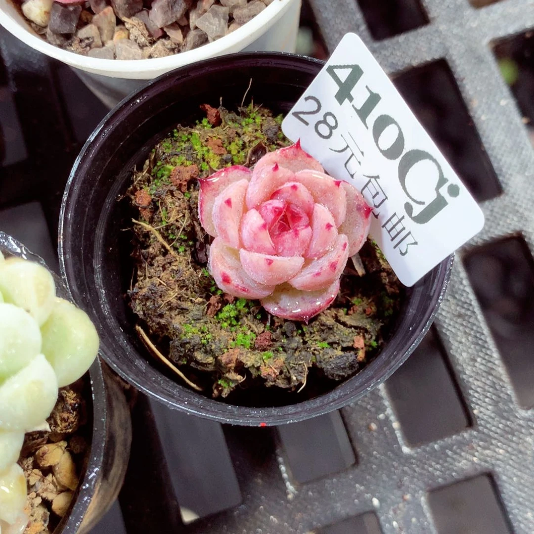 5厘米盆精控多肉410