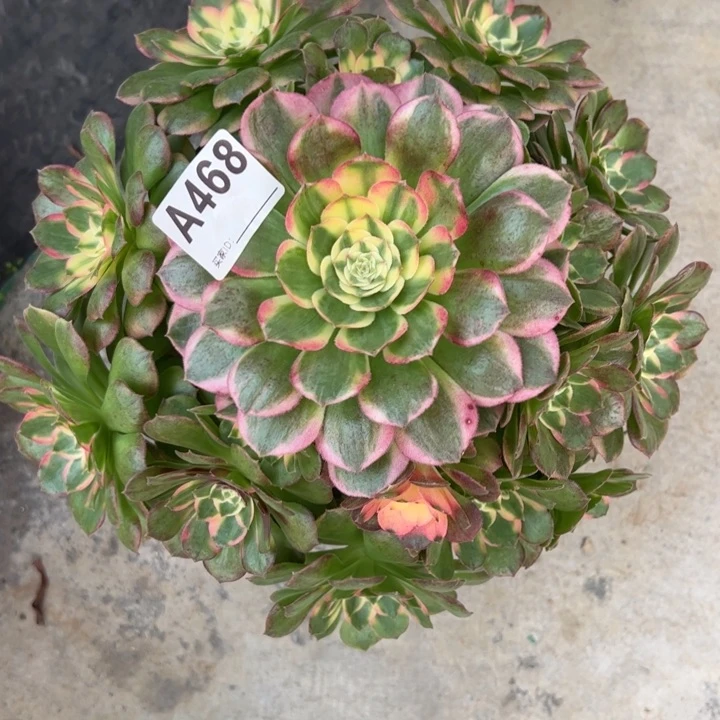 468海王26厘米左右