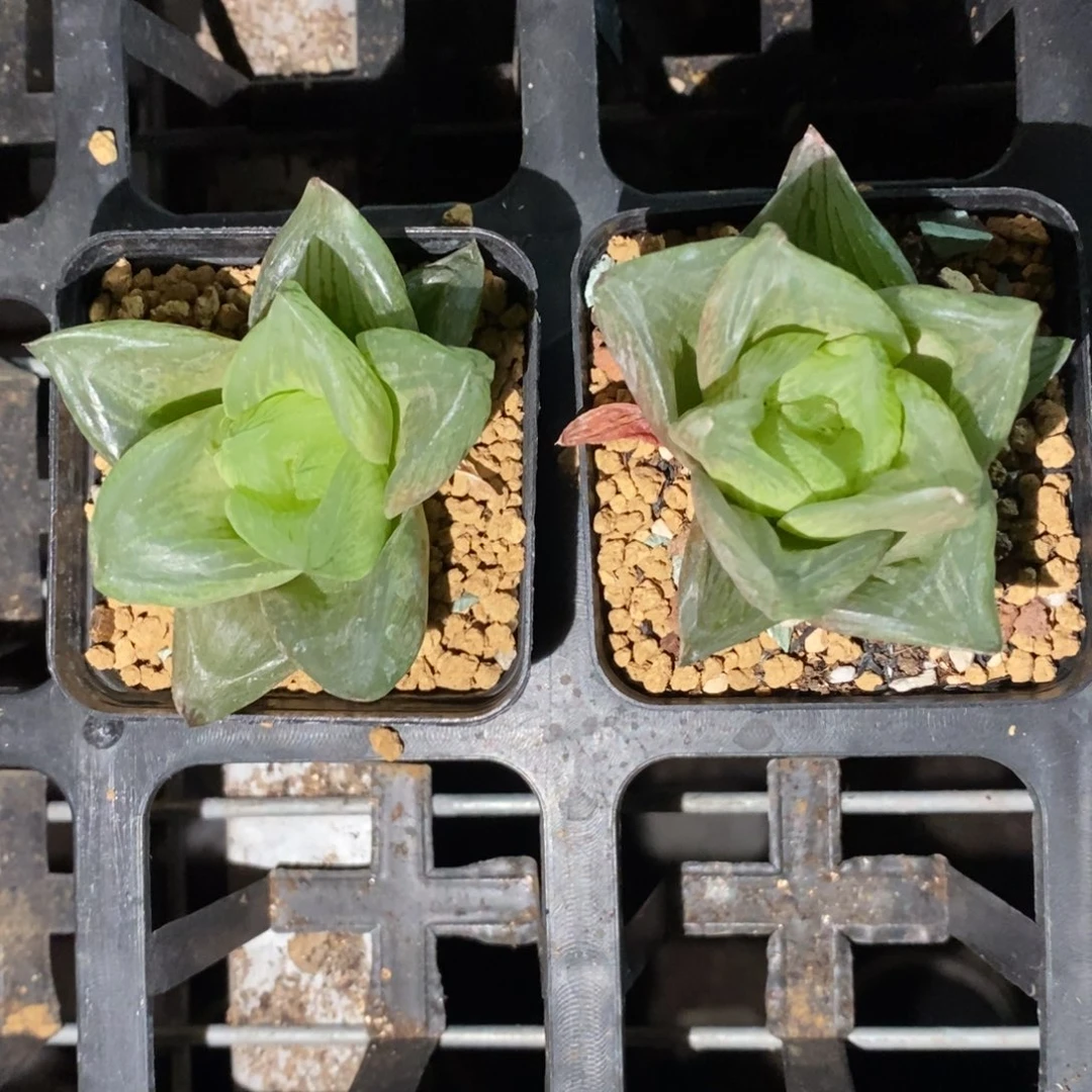 1410 一颗水蜜桃 高货