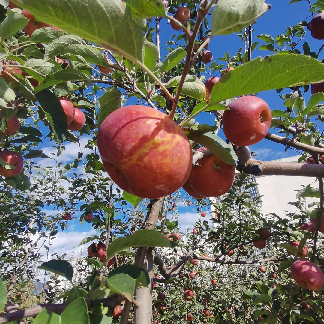 盐源丑苹果新鲜采摘果肉细腻甜脆果汁多9斤/4.5斤装自家果园直采