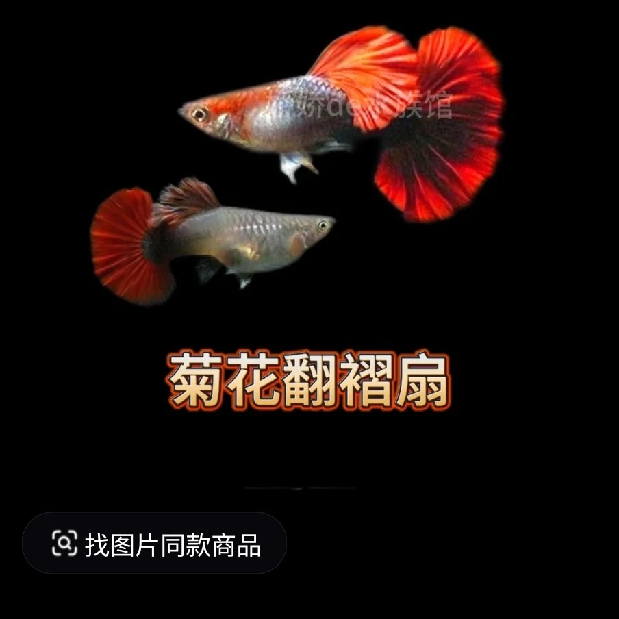 精品菊花帆折扇（入缸后不包损）