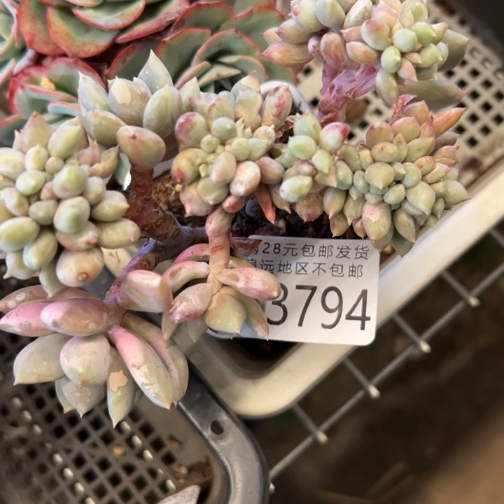 幸运的是我还没遇到过