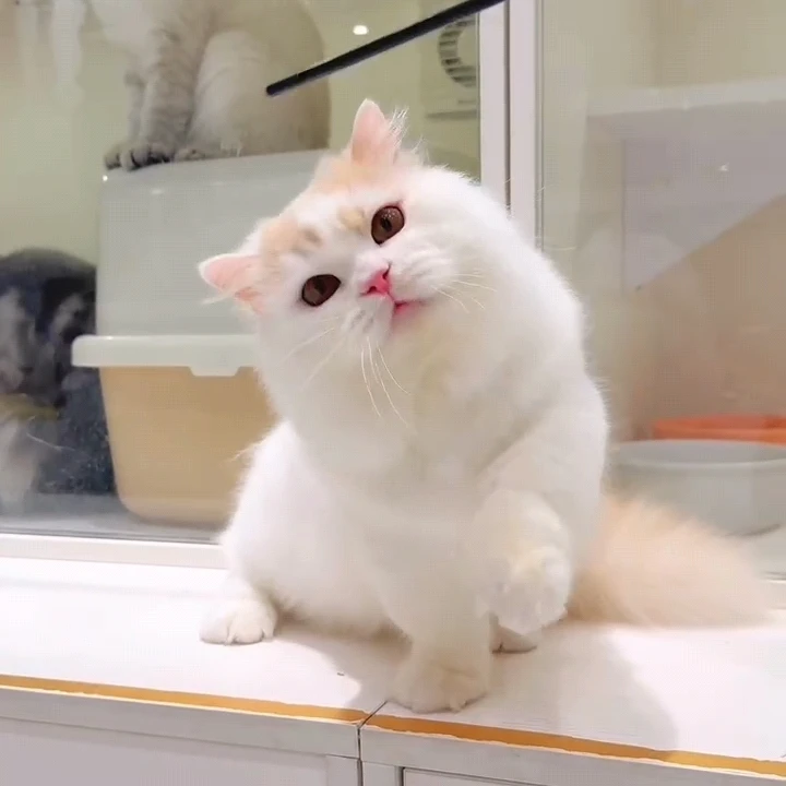 “蛋黄”成年乳白色拿破仑宠物长毛弟弟矮脚猫娃娃猫舍