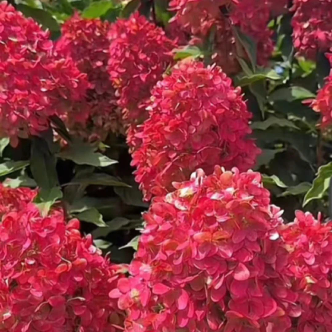 红宝石灯塔木秀球多年生老庄子耐高温阳台庭院地栽长花期能变色