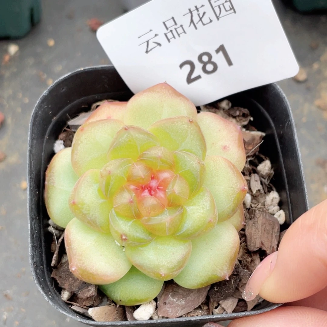 281号糖心冰心珍妮 萤火