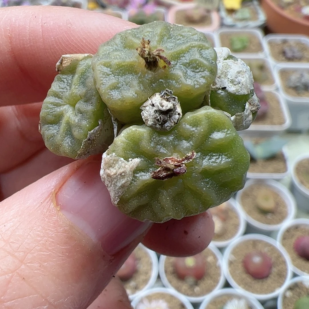 【闪购商品】123 烧麦