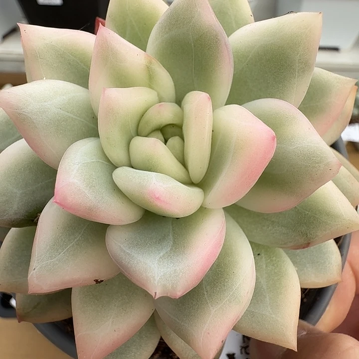 冰月亮锦111116-45