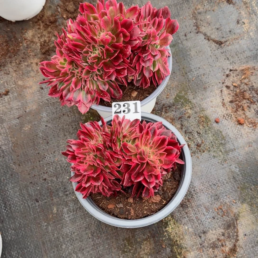 C**猫231女巫缀发货