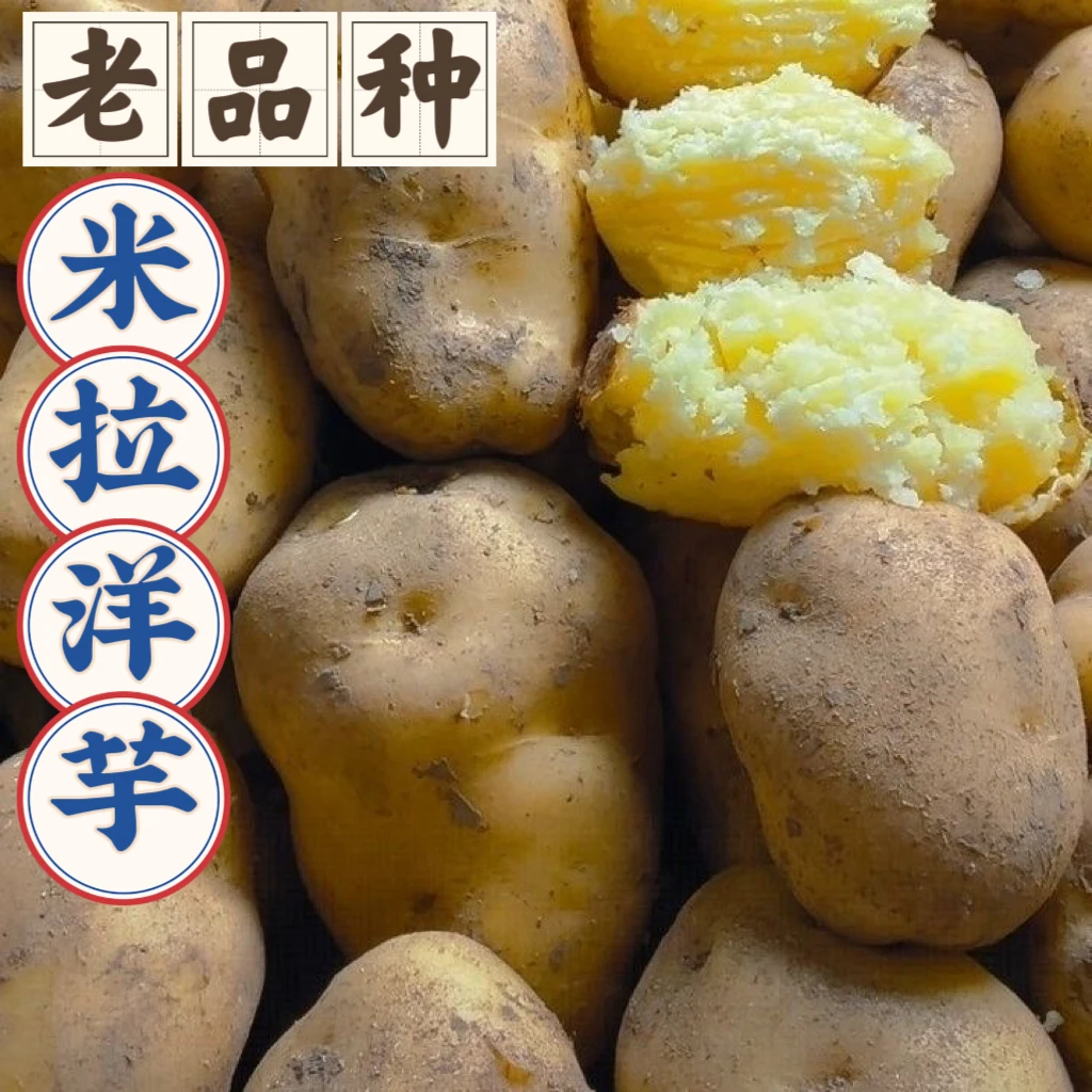 恩施绿葱坡高山米拉洋芋老品种土豆（助农代买）