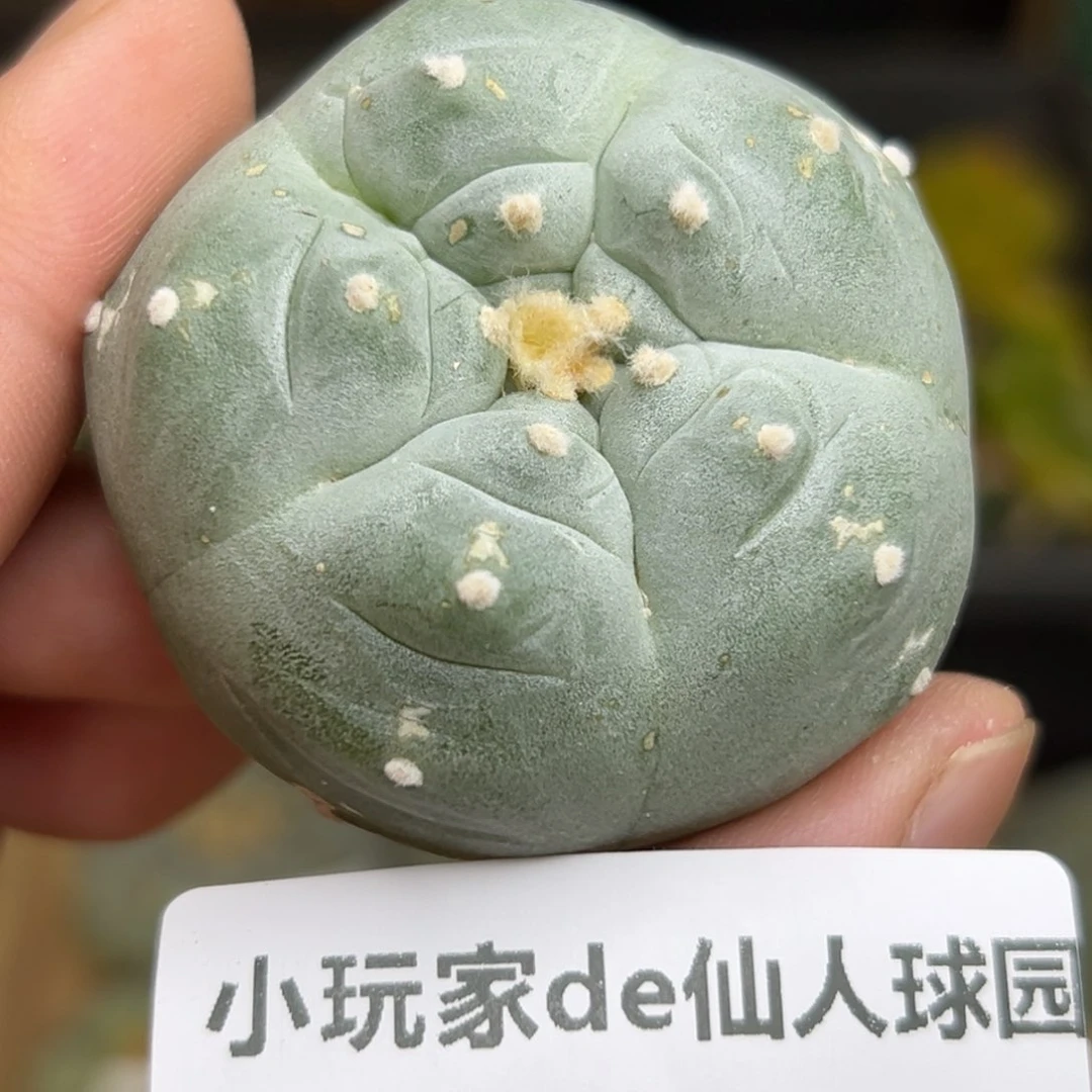 339 仙人球的海啊 鲜