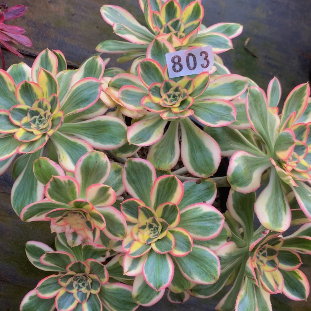 【闪购商品】6****赞803燕姿多肉