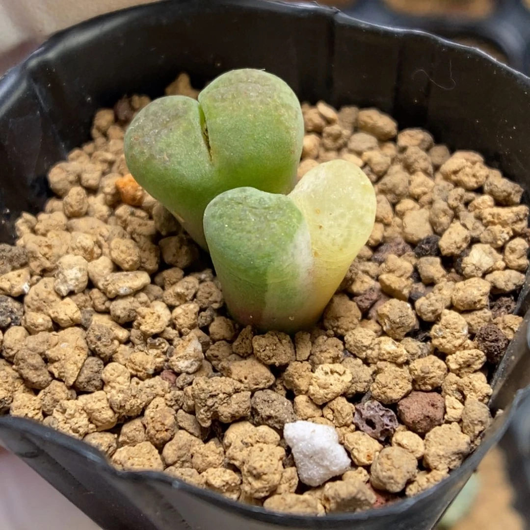 多肉植物肉锥杂交K-893（1.5）