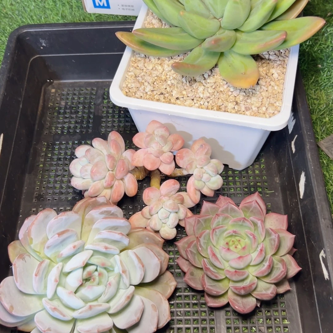 愚***鹤3颗，可爱……海，洋，红，陈叠叶