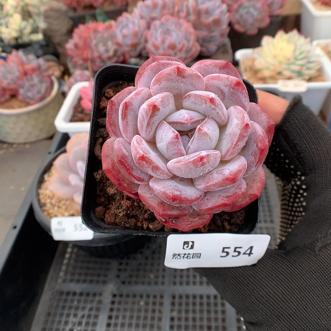 554粉星影多肉植物66666