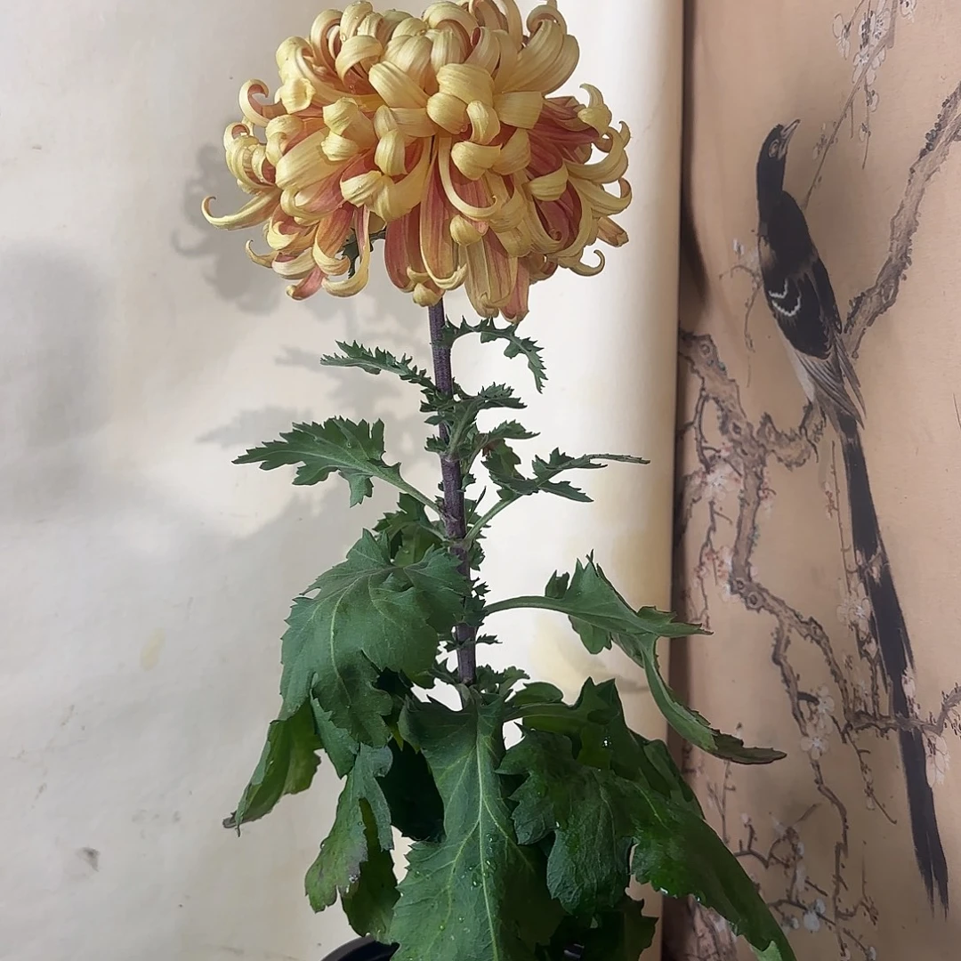 全部花朵M99999999