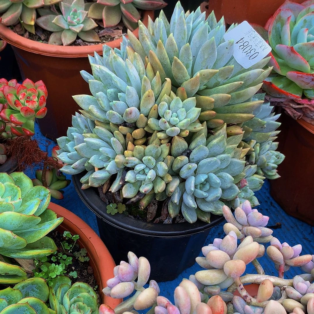 漠***然    胖美人多肉03084