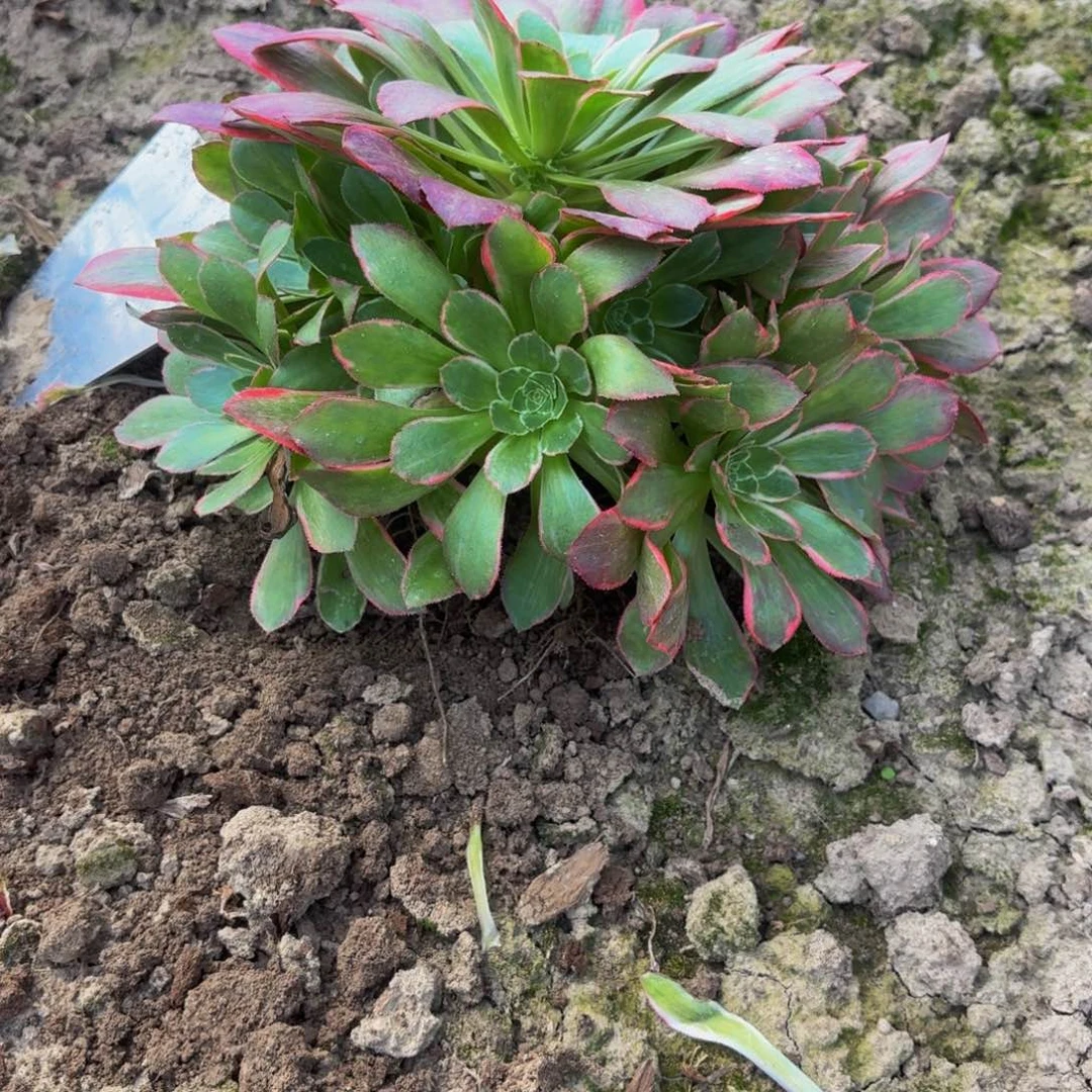 女妖多肉植物捧花