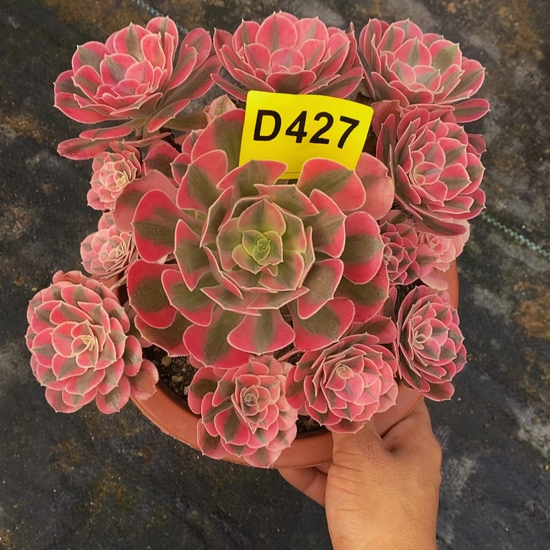 427女巫555555小颗