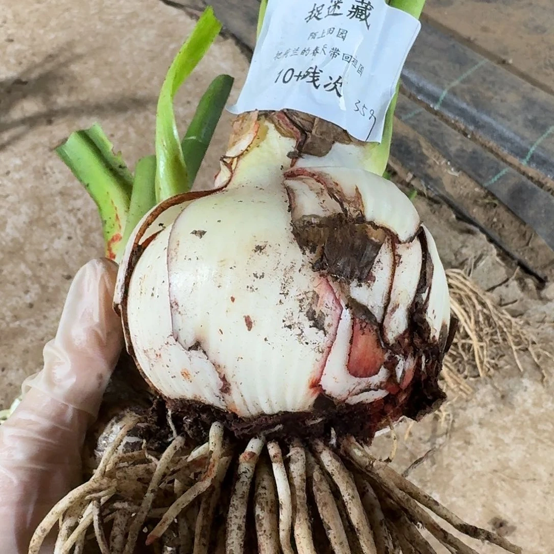 捉迷藏10+残次发发发发