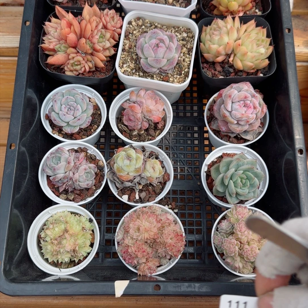 框拍框拍0310-111