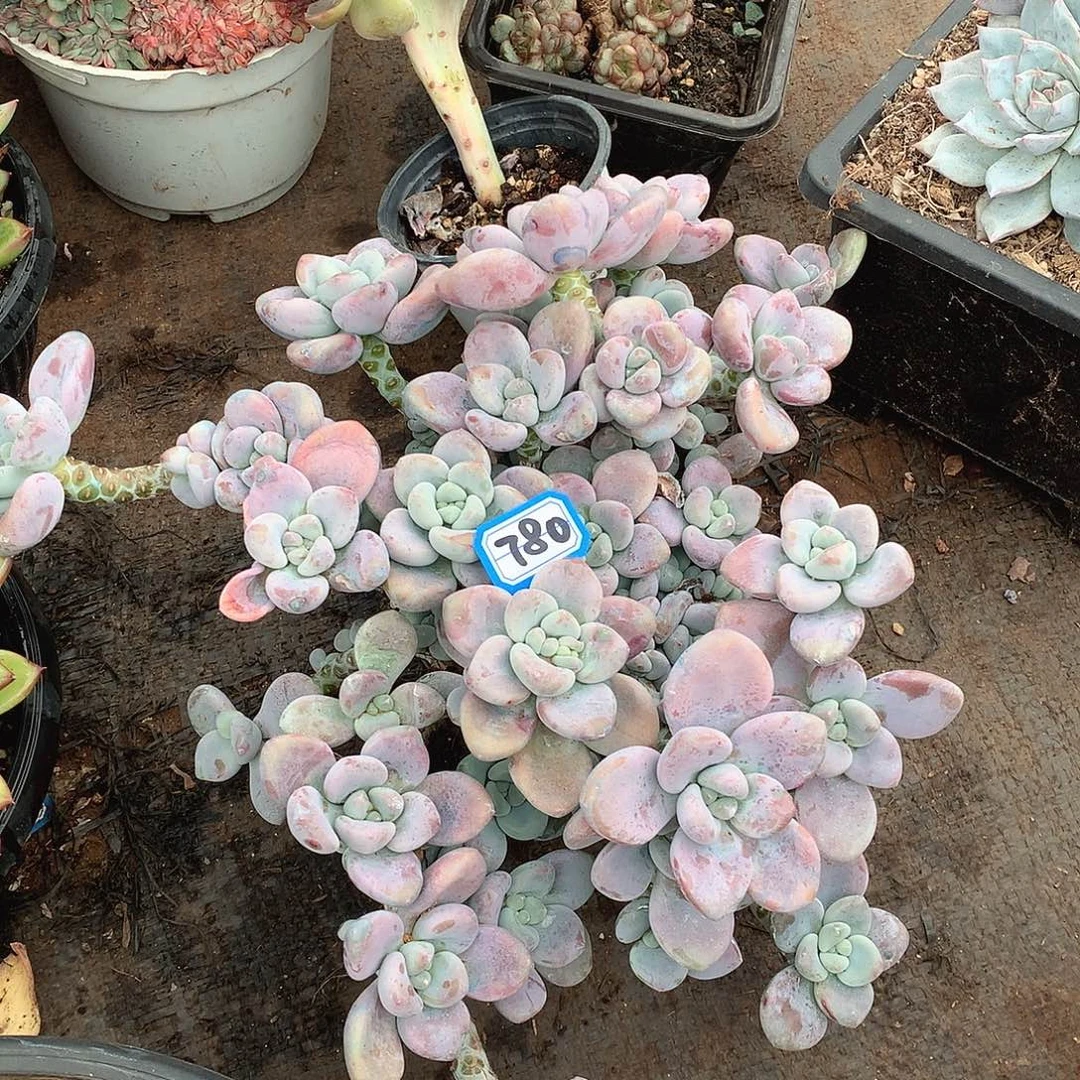 780洛神一物一拍多肉