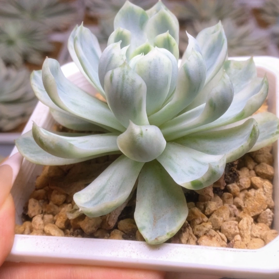 113啦啦啦啦啦啦啦啦啦