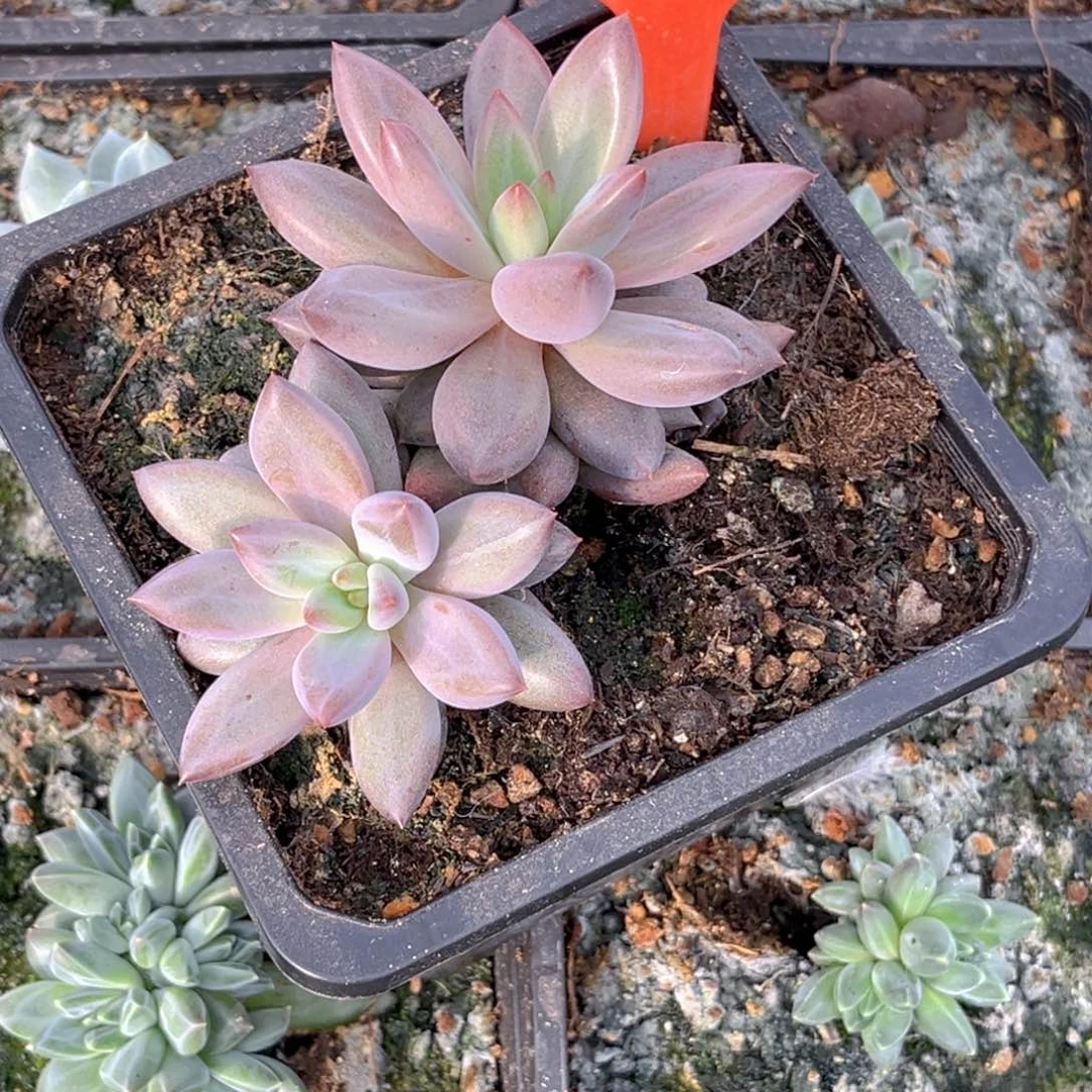 鲤***）8899号早上多肉植物了，