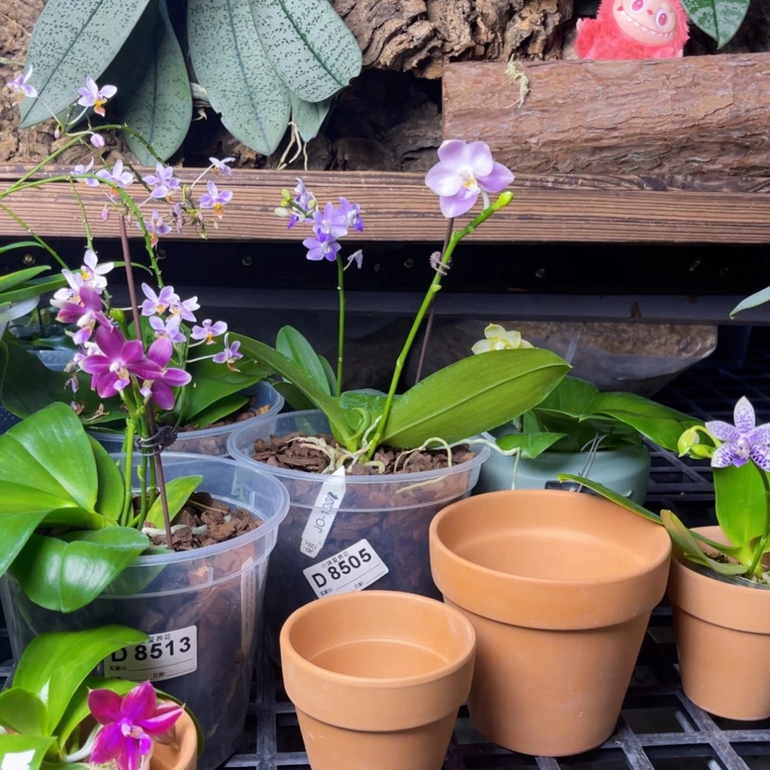 L***e蝴蝶兰原生木板制作工艺