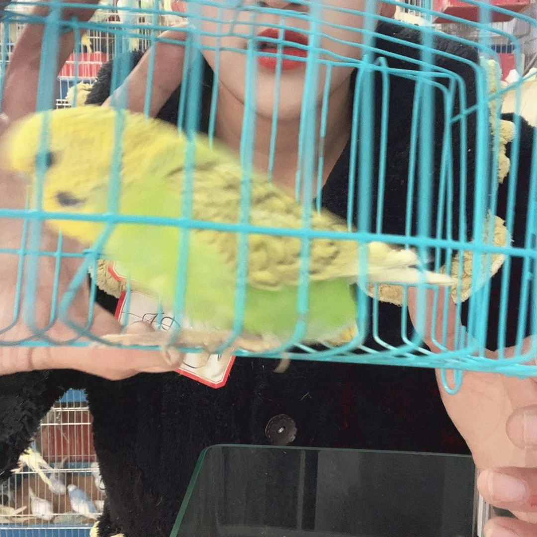 虎皮鹦鹉我的小姐姐