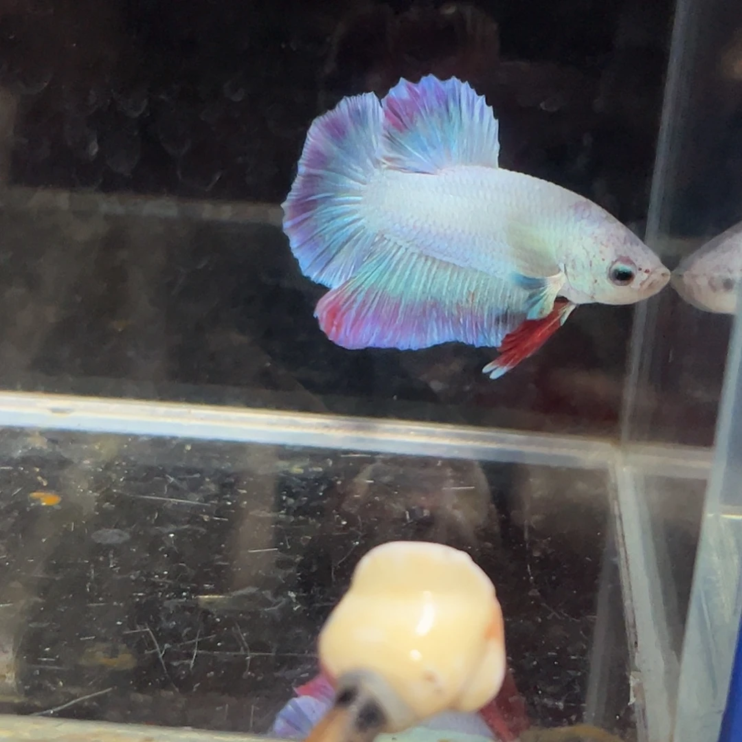 斗鱼33号清货价出马卡龙将军