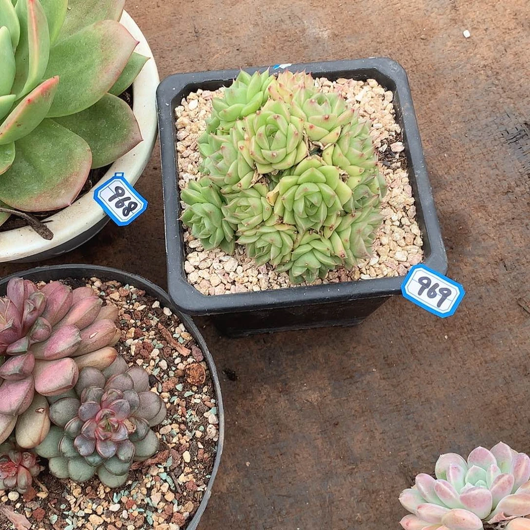 969 一物一拍多肉