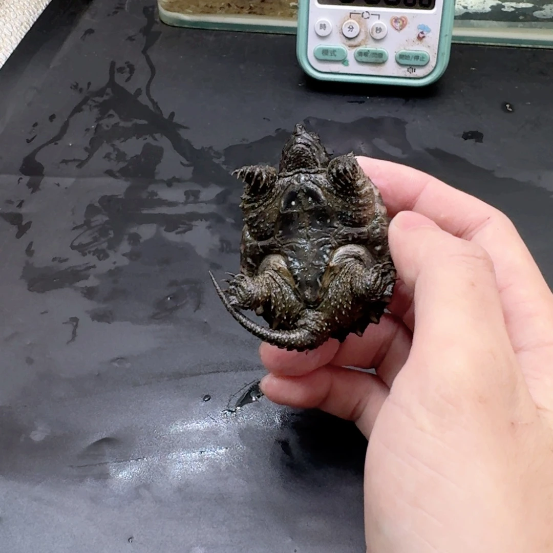 宠物龟不分公母11