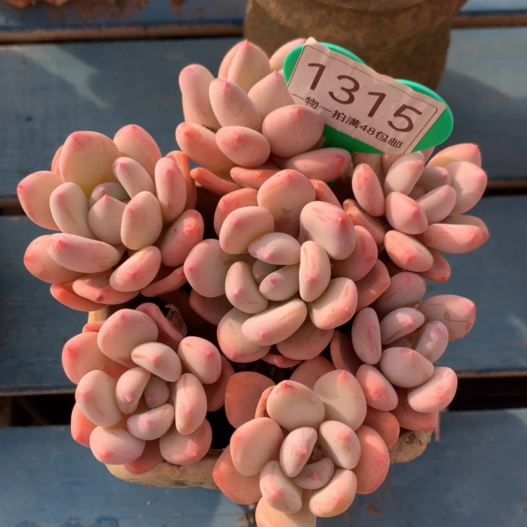 珍舞奶酪无砍捧花开播福利1315