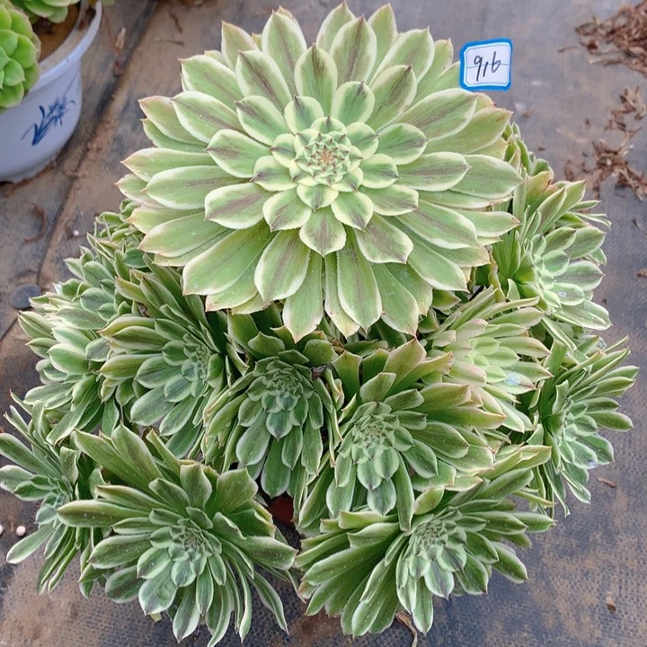 916碧浪精品大捧花朵朵