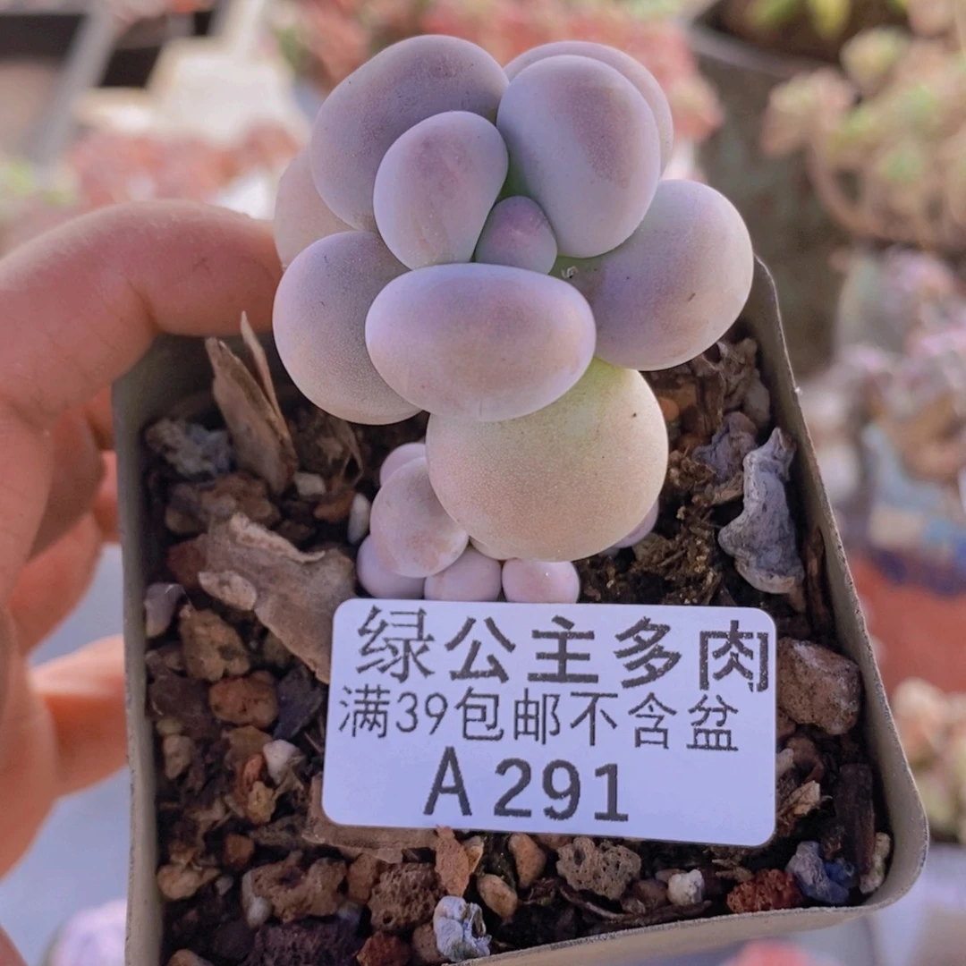 芭比奶洛5cm291多肉