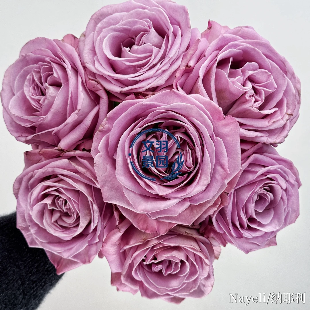 文羽景园【纳耶利】切花月季多季节重复开花