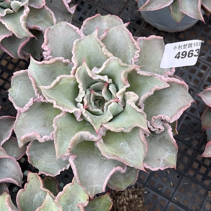 阿雅园艺。       4963饺子皮