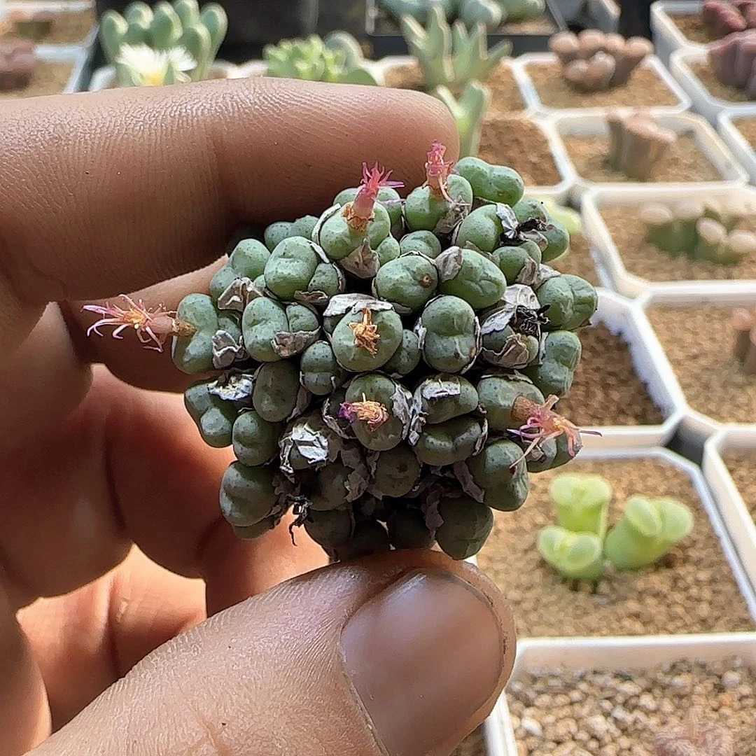 哈哈哈哈哈哈哈57336